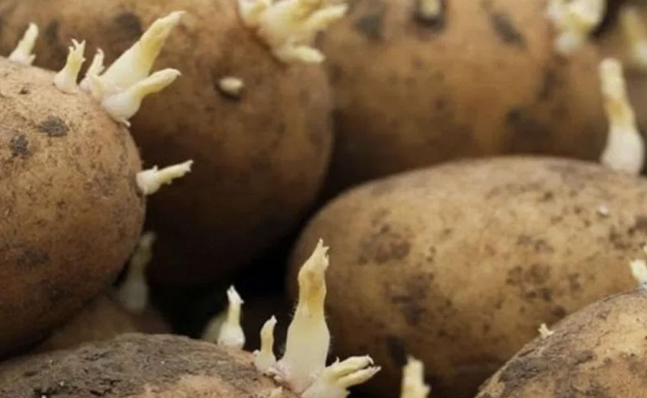 Pericolo in casa - patate germogliate