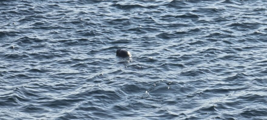 Foca al faro Kermorvan che pesca.
