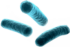 Batteri e virus